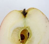 Kattehoved æble
